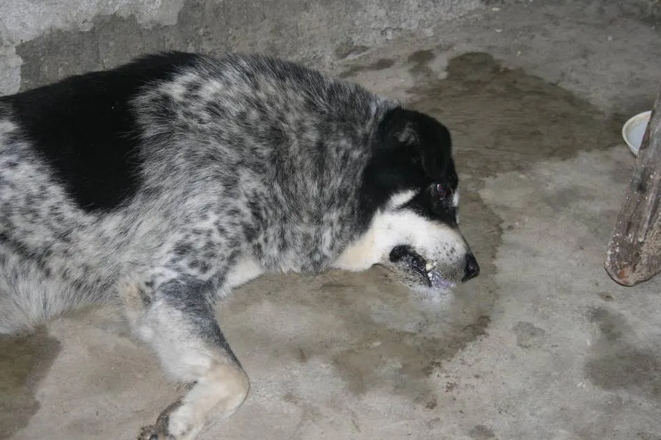 Cruzime! Hoţul a ucis câinele, cu parul, ca să poată fura!