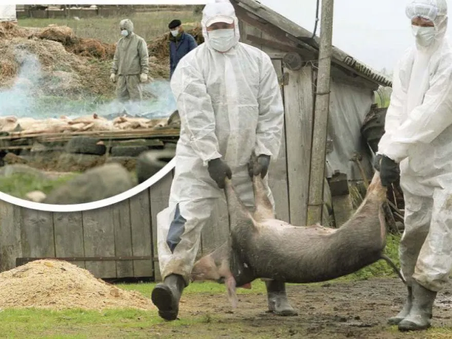 Update- Pestă porcină africană, în Argeş! La Negraşi patru porci morţi!