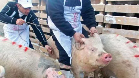 Suspiciunea de pestă porcină de la Stoenești a fost infirmată