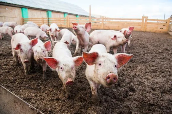 De astăzi, peste 7.700 de porci vor merge la sacrificare la abatoarele din Argeș