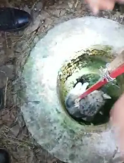 VIDEO! Pompierii argeșeni au salvat o pisică dintr-o fântână