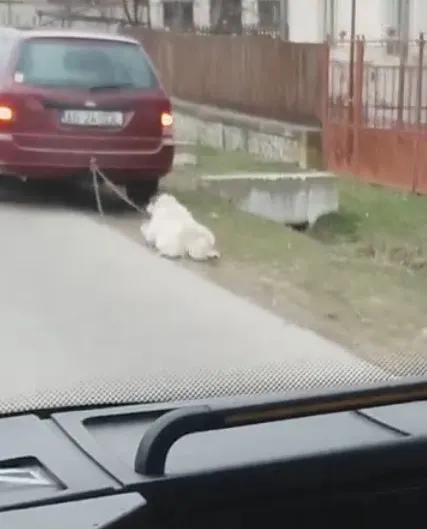 VIDEO! Viceprimar filmat târând un căţel în urma maşinii. Ce spune acesta