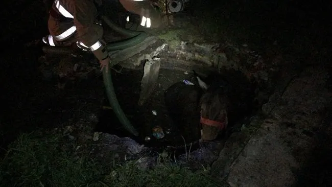 Cal căzut într-o groapă la Mioveni, salvat de pompieri