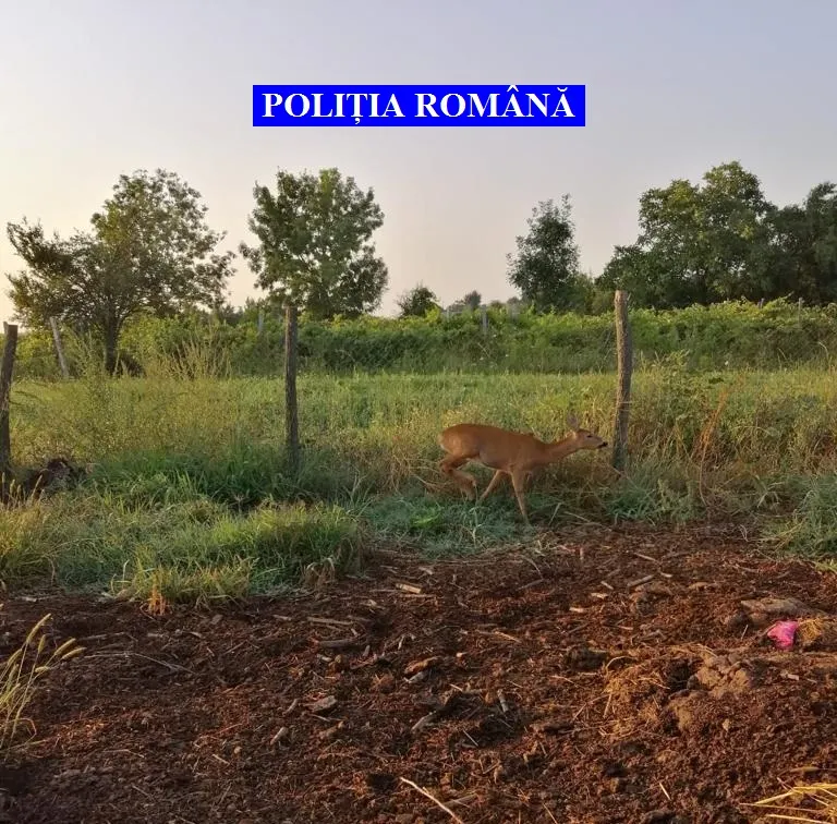 UPDATE - Percheziții, în Argeș, la persoane bănuite de braconaj. O căprioară a fost găsită în captivitate