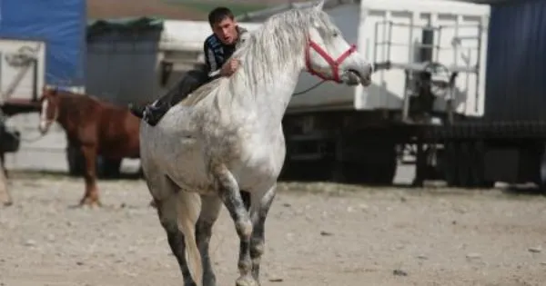 Controale în târgurile de animale din Argeș. Amenzi uriașe