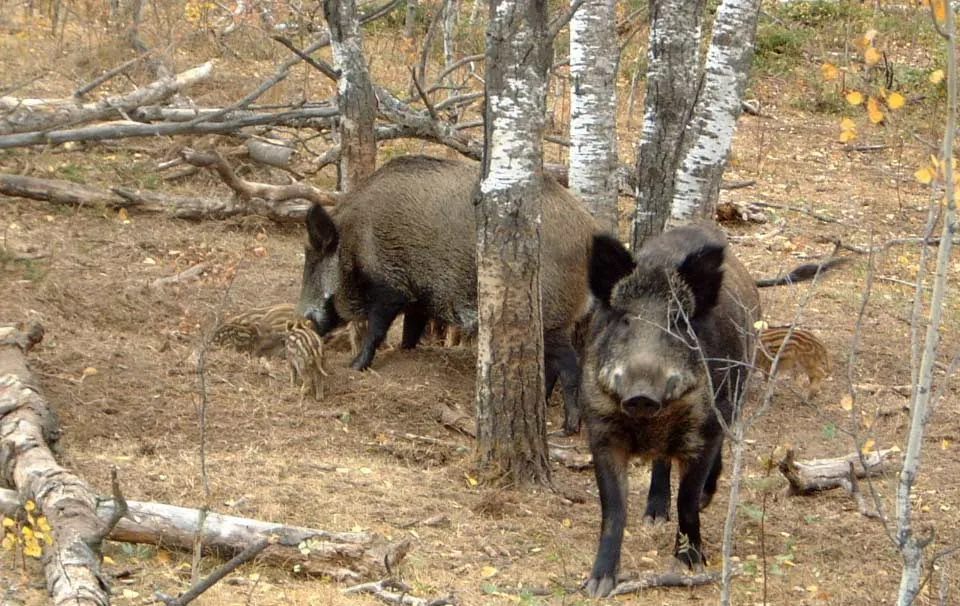 Pesta porcină, confirmată la un porc mistreț găsit mort într-o pădure din Mihăești