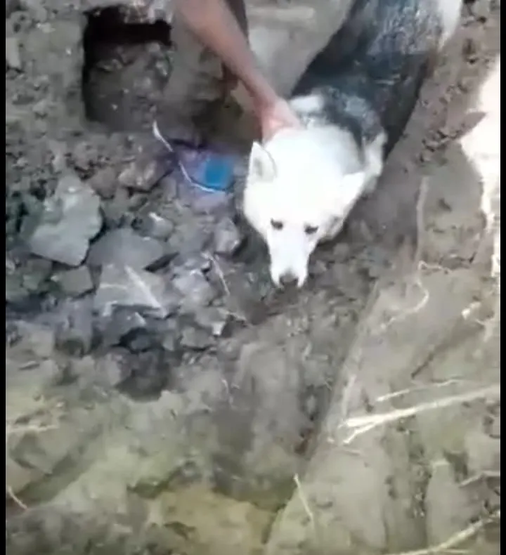 Video-Câine salvat din subteran! Operațiune inedită a pompierilor
