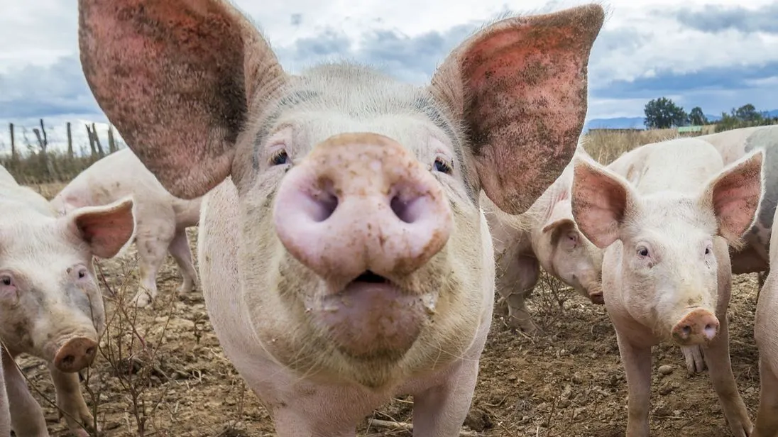 Încă un focar de pestă porcină africană, confirmat în Argeș