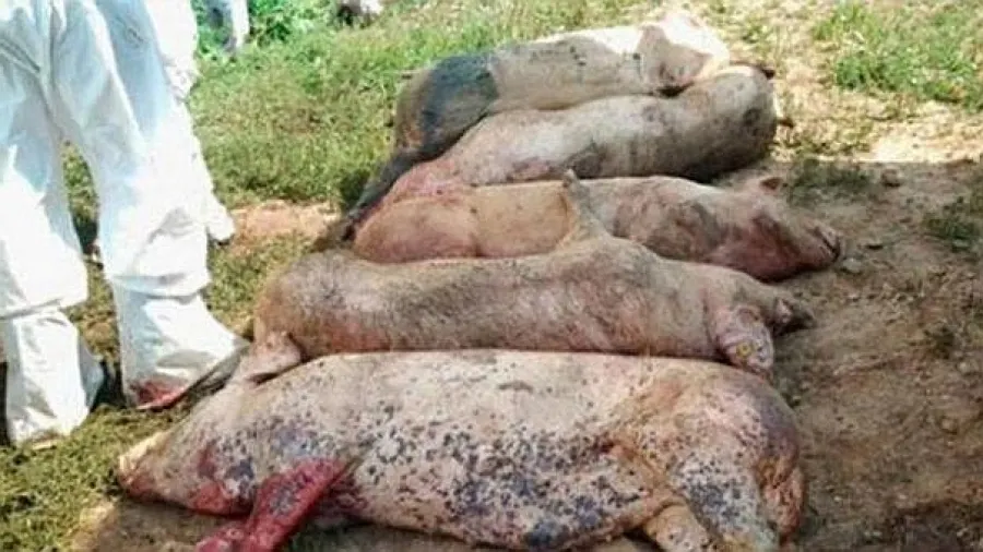 Trei noi focare! Pestă porcină africană la Călineşti, Ştefăneşti şi Ungheni