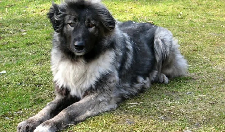 Câini ciobăneşti oferiţi gratuit crescătorilor de animale