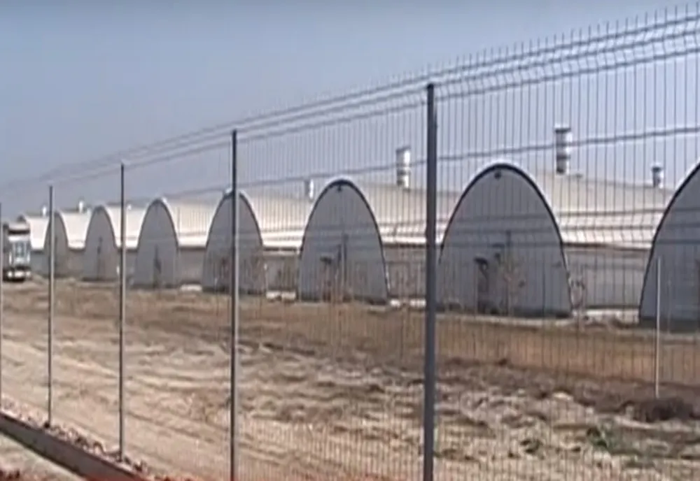 Despăgubiri de peste 4,5 milioane de euro pentru 29.000 de porci uciși la două ferme din Argeș