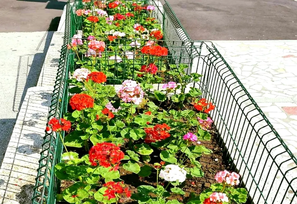 Flori plantate de autorități în Pitești