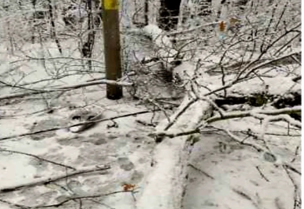 Circulație întreruptă total pentru lucrări de toaletare a arborilor