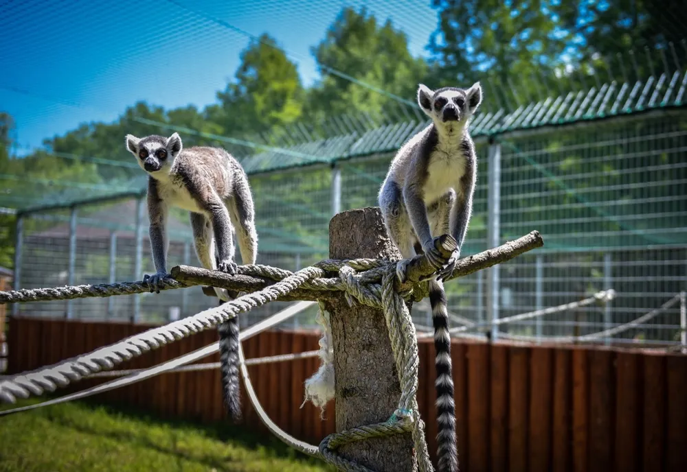 Pe 1 Iunie intrare gratuită la Grădina Zoologică din Pitești