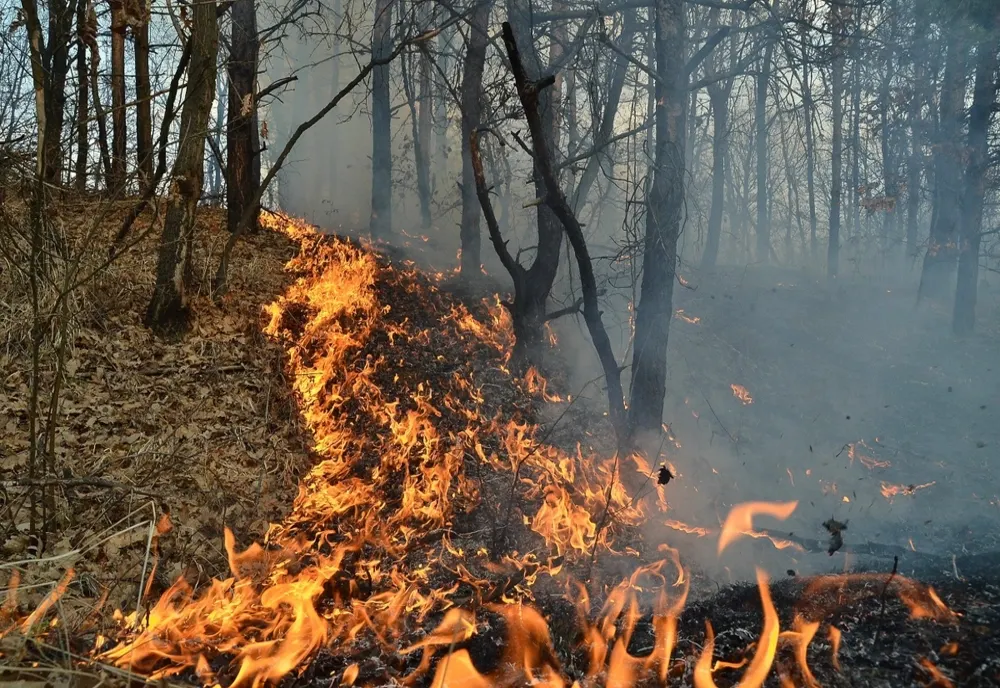 Pădure incendiată. Tânăr reținut
