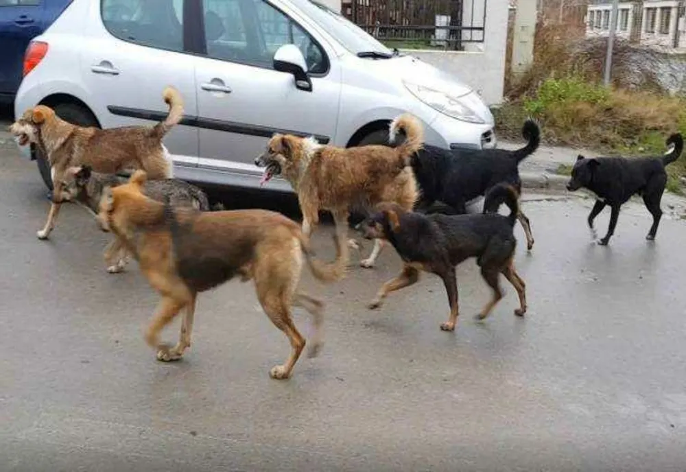 FEMEIE ATACATĂ DE CÂINI ÎN GĂEȘTI: PRIMĂRIA AMENDATĄ CU 20.000 DE LEI