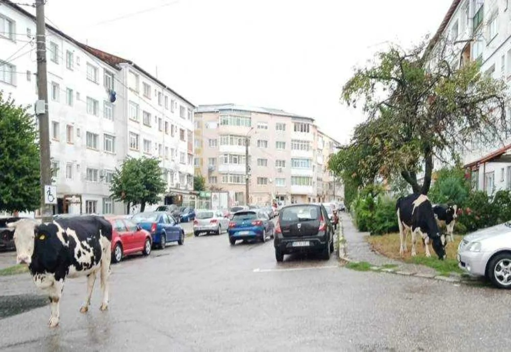 CÂINII FĂRĂ STĂPÂN DIN CÂMPULUNG - O PREZENȚĂ PREOCUPANTĂ
