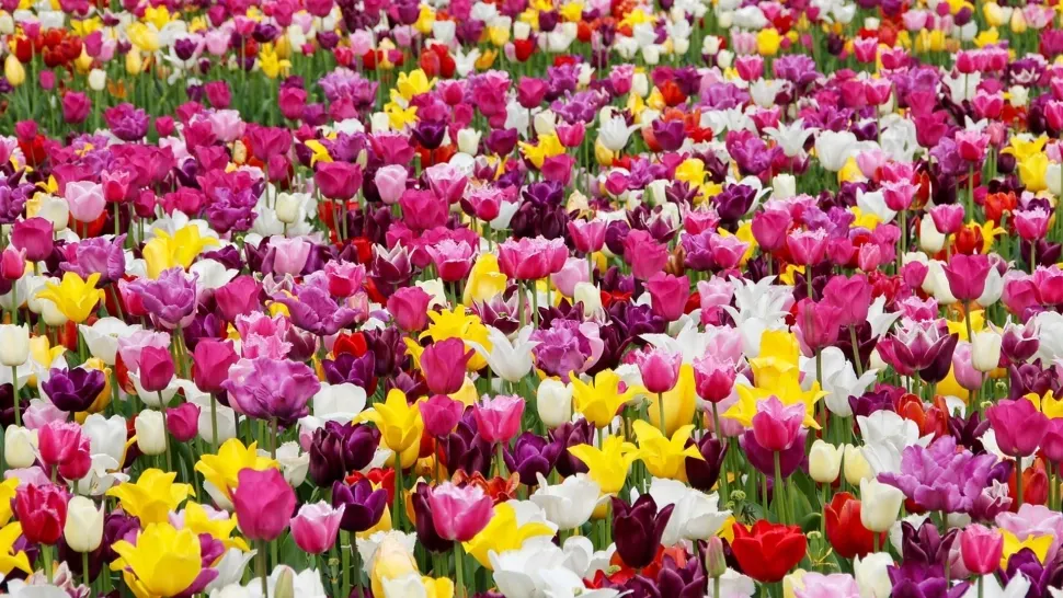 Începe Simfonia Lalelelor, un eveniment turistic important. Unde are loc și când se pot bucura turiștii de spectacolele pe care le promit organizatorii