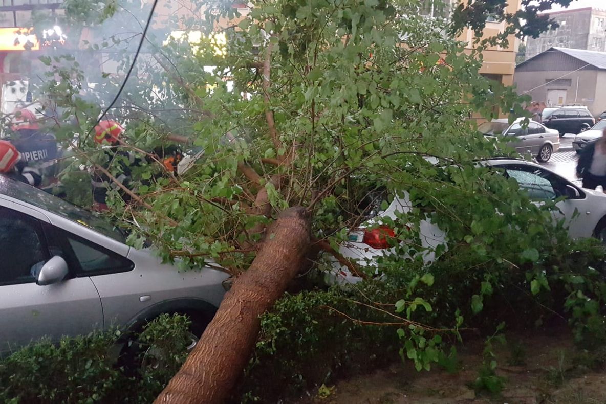 VIDEO-Copac doborât, de furtună, peste două mașini la Pitești!