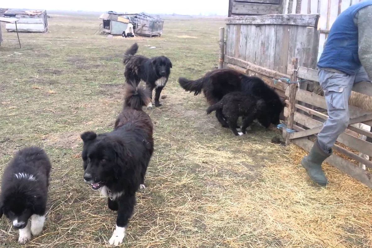 Câinii ciobănești au atacat un grup de turiști, în Făgăraș!