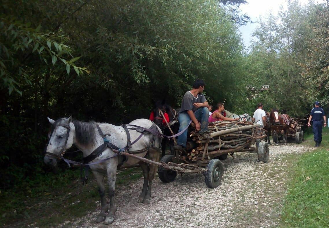 Prinși cu căruțe pline cu lemne furate! Recalcitranții, amendați