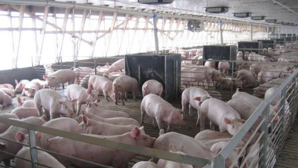 Autorităţile infirmă apariţia PPA  în Argeş! Măsurile de alertă sunt instituite