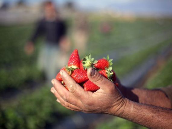 800 de locuri de muncă în agricultură, în Spania
