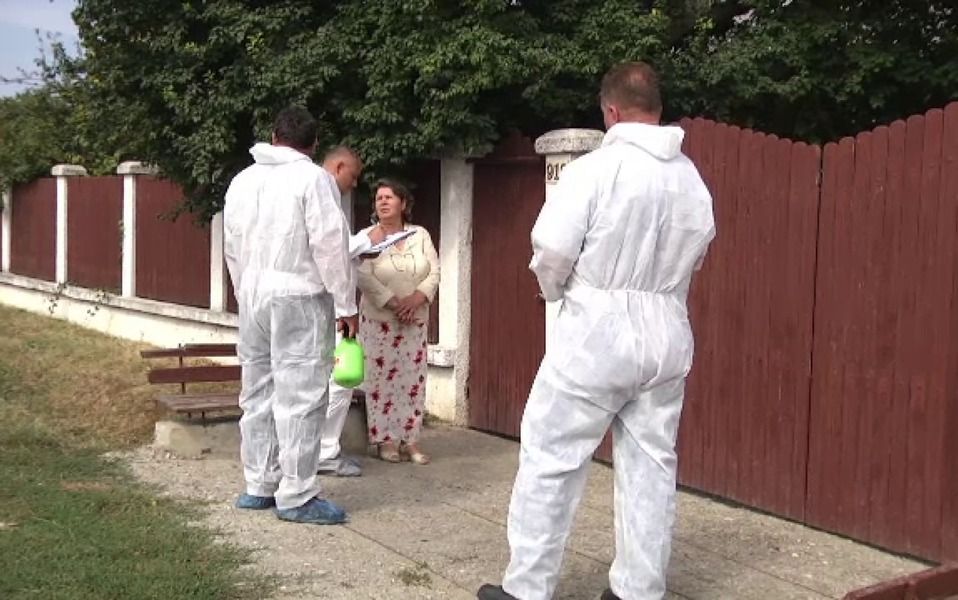 Suspiciune de pestă porcină în Argeş! Trei porci morţi, la Stoeneşti