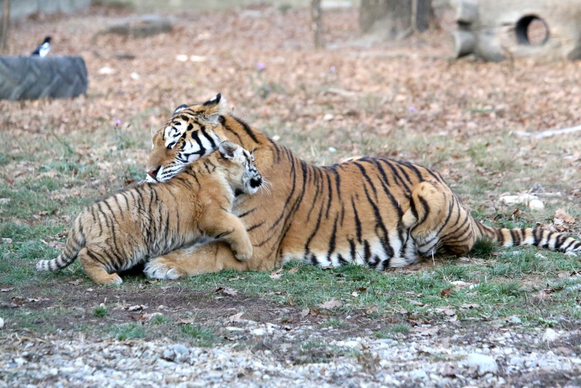 Piteștenii au ales numele puiului de tigru. Thor este atracția momentului la Zoo Trivale