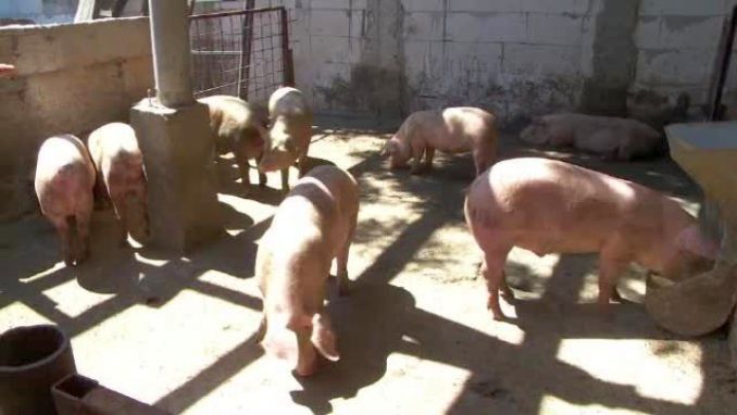 Pesta porcină confirmată la 3 porci în Corbeni. Au murit și 10 purcei