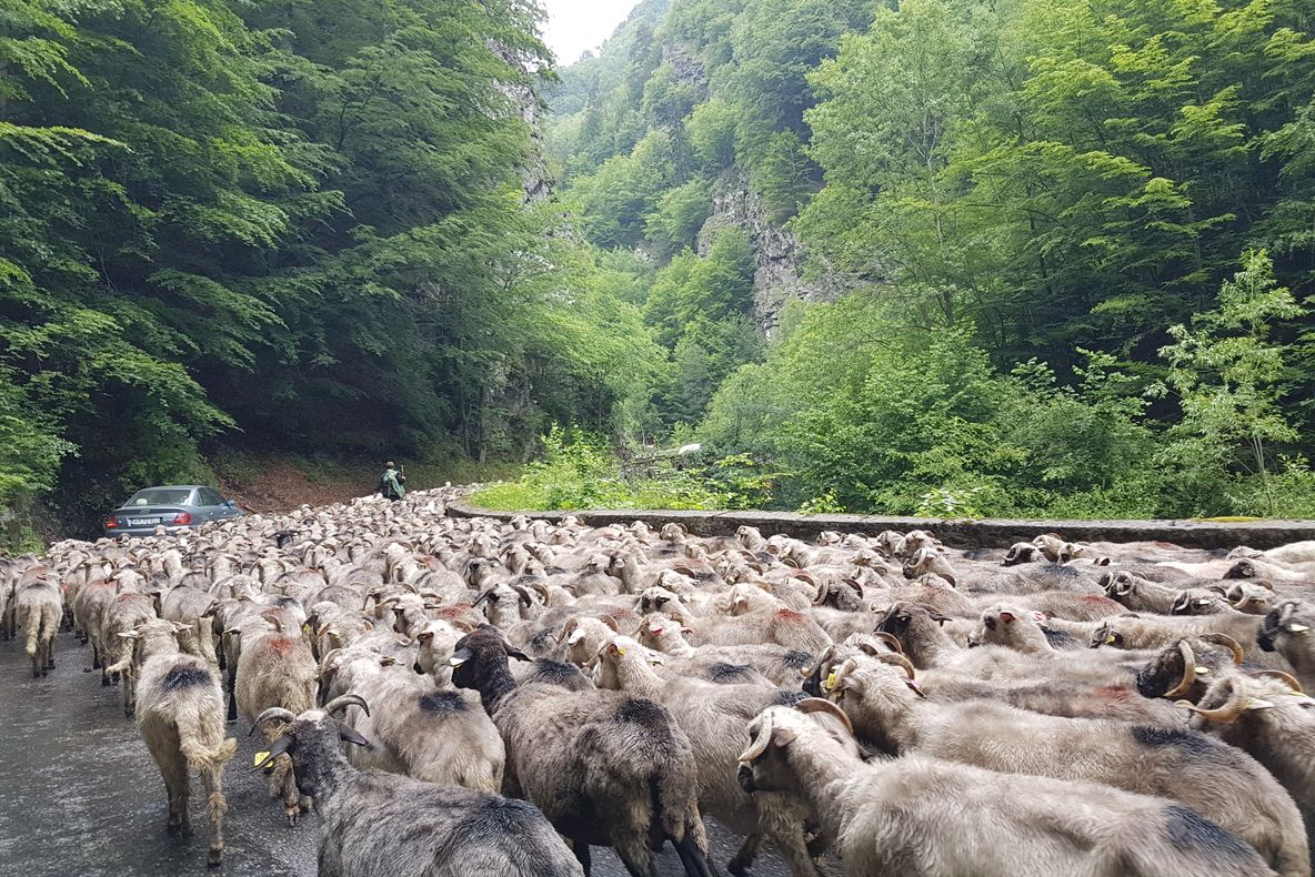 Focar de scrapie în Argeș! Peste 220 de oi vor fi sacrificate