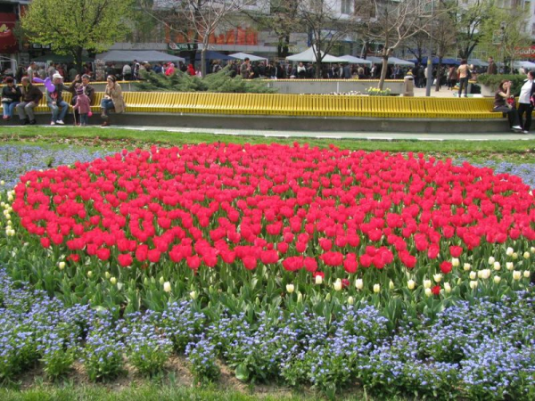 Simfonia Lalelelor se va organiza în aprilie! Vezi cât va costa manifestarea