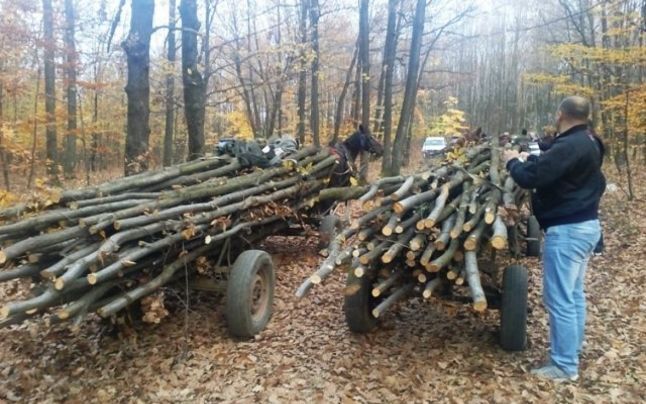 Masacrarea pădurilor din Argeș continuă! 5 căruțe confiscate și amenzi de 66.000 de lei