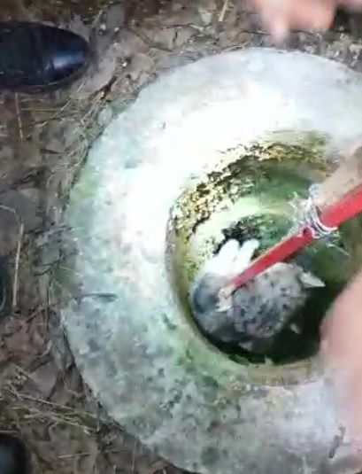 VIDEO! Pompierii argeșeni au salvat o pisică dintr-o fântână