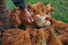 Patru „găinari”, reținuți în Argeș pentru furt de curcani și găini