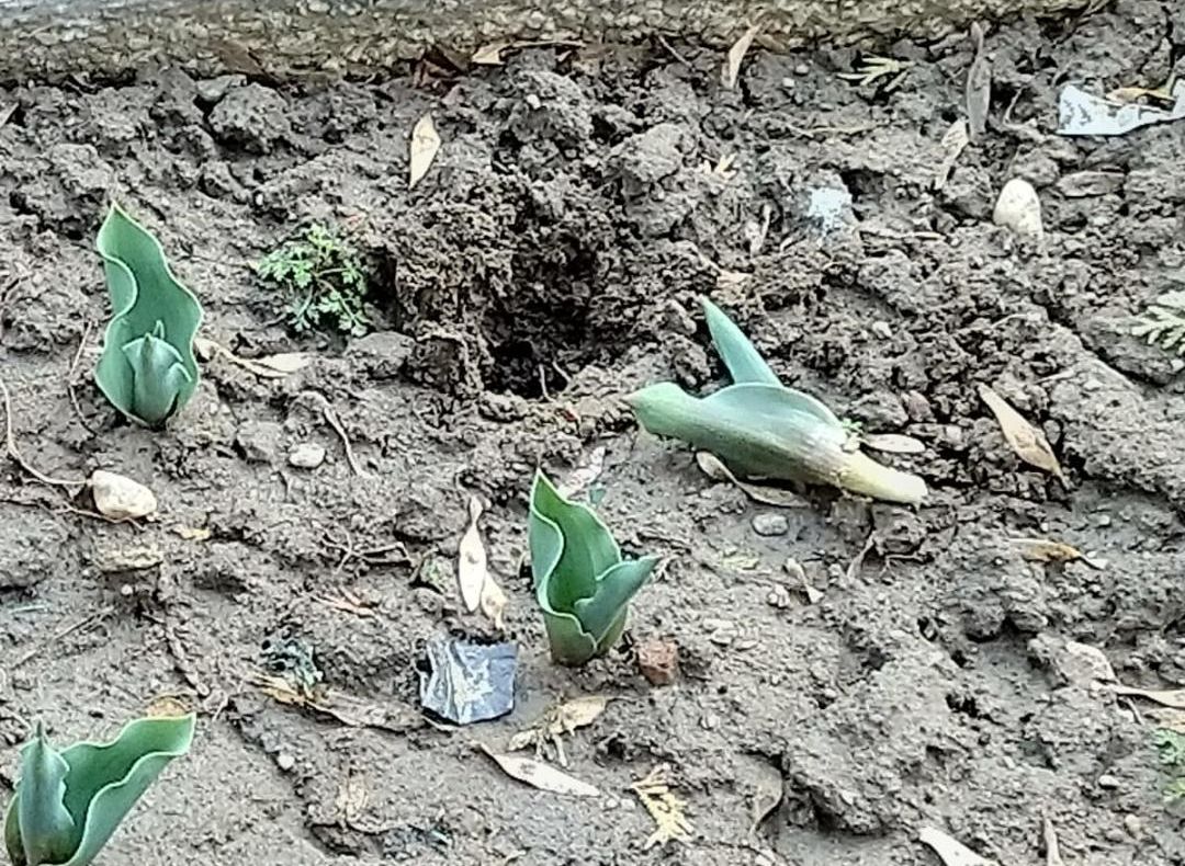 Primăria Pitești dă vina pentru distrugerea lalelelor din oraș pe... porumbei