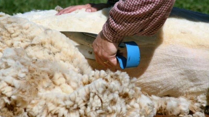 Crescătorii de oi vor să vândă lână. S-au înscris pentru ajutorul financiar