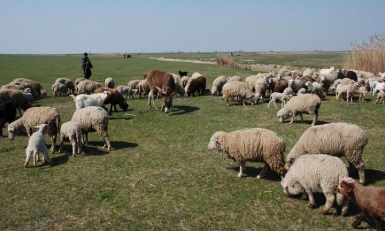 Acum! Percheziții la ciobani din zona Muscel! Sunt bănuiţi de furturi