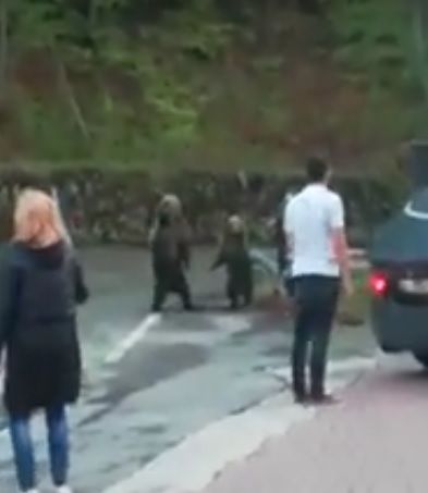 Video - O familie de urși a coborât printre turiști, la un hotel de lângă Barajul Vidraru
