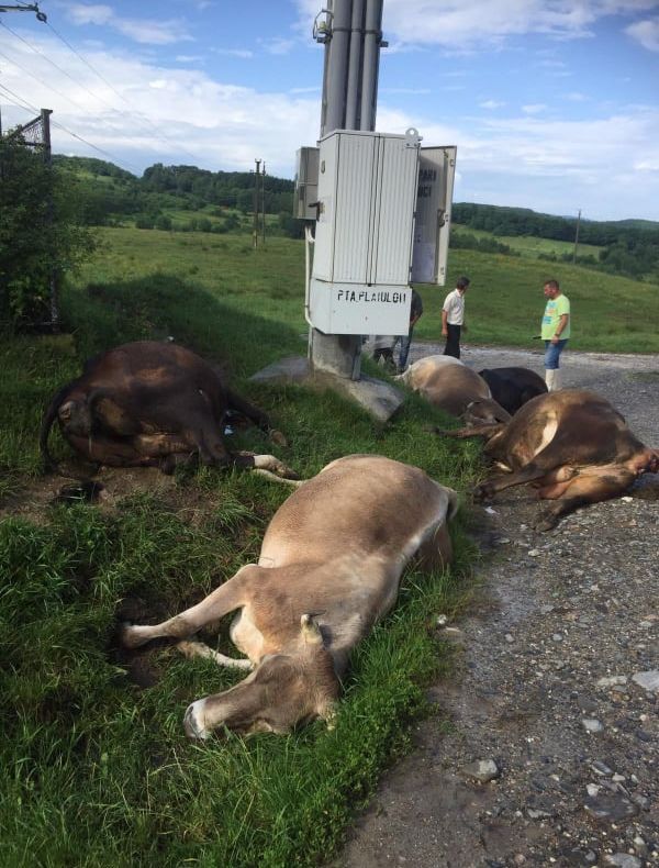 Șase vaci au fost omorâte de fulgere în comuna Cepari