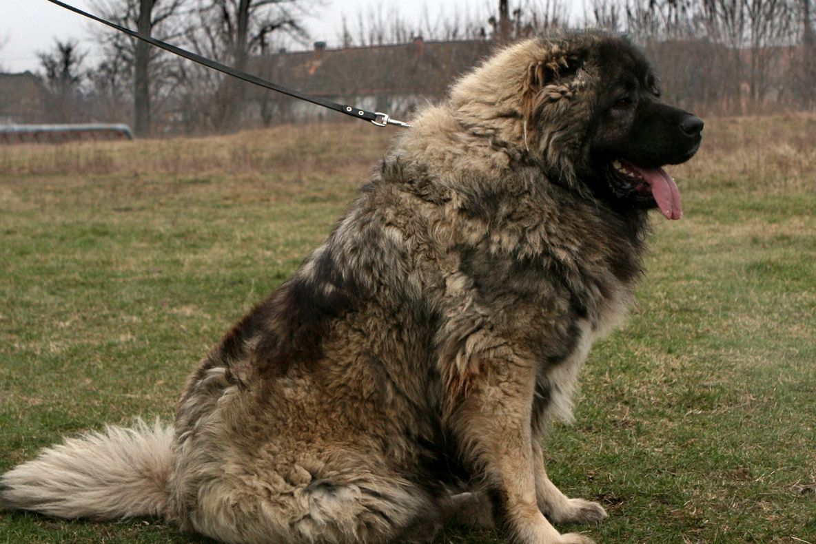 Percheziție pentru un câine! A furat un ciobănesc caucazian