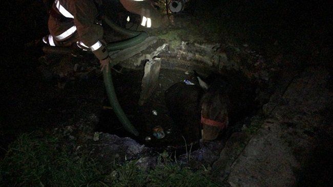 Cal căzut într-o groapă la Mioveni, salvat de pompieri