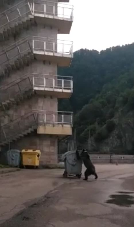Video-La Vidraru un urs a tras tomberonul în faţa maşinii!
