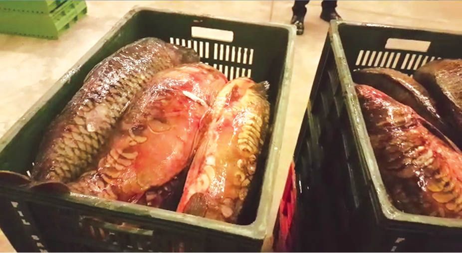 Piteştean reţinut în mafia peştelui infestat, pus pe masa românilor