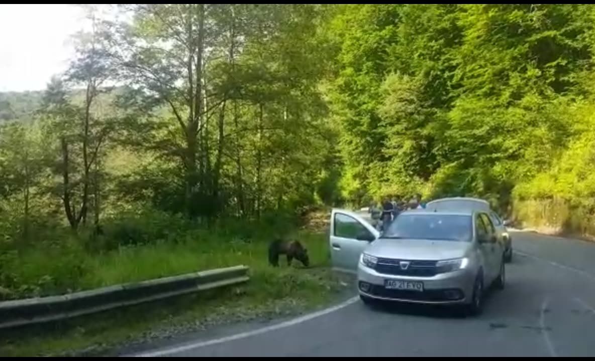 Video- Turiști inconștienți! La doi metri de urși pentru un selfie
