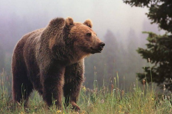 Ministerul Mediului a aprobat împuşcarea a doi urşi, în Argeş