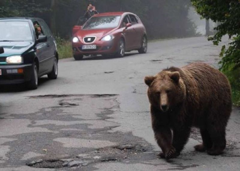 Prefectul propune montarea gardurilor electrice împotriva atacurilor fiarelor
