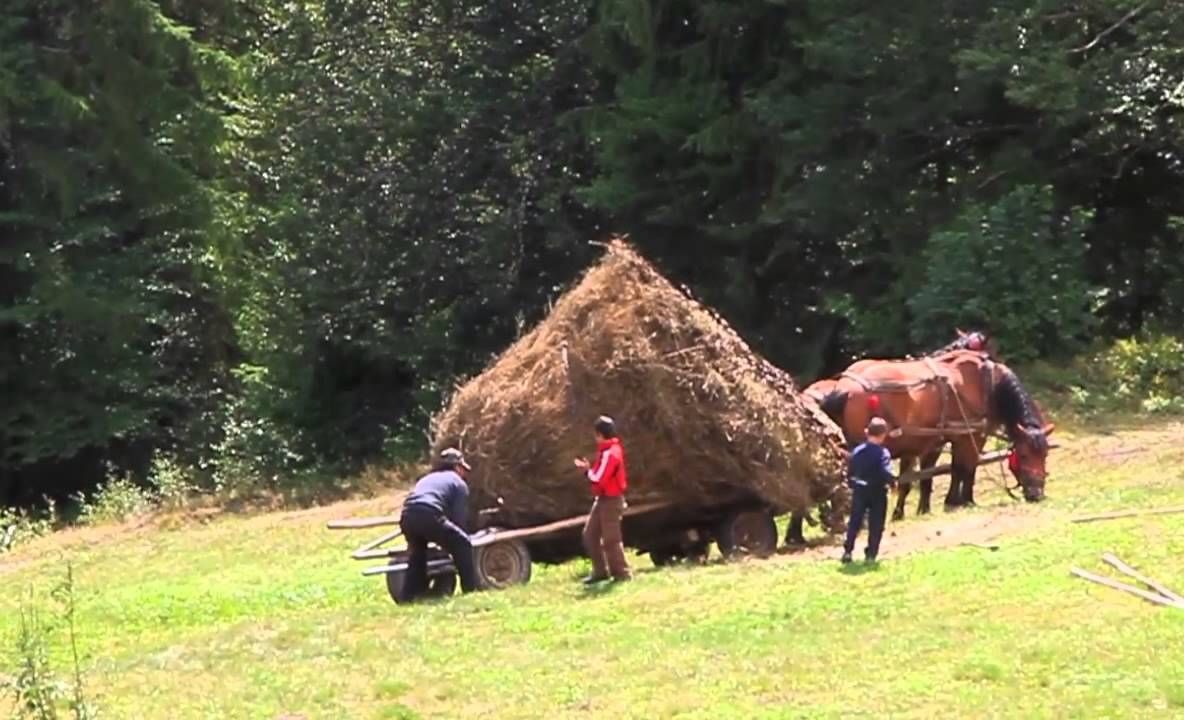 Bărbat târât de cal în timp ce căra fân cu căruţa, la Mălureni