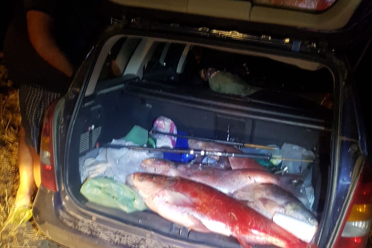 Video – Braconieri depistați în flagrant de jandarmii argeșeni