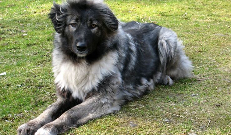 Câini ciobăneşti oferiţi gratuit crescătorilor de animale